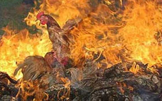   مصر اليوم - نفوق 8100 دجاجة وإتلاف 7 أطنان أعلاف إثر حريق بمزرعة دواجن في قليوب