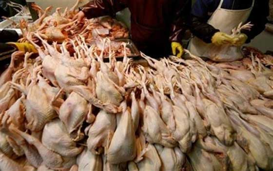   مصر اليوم - ضبط طن دواجن غير صالحة للاستهلاك الآدمي قبل ترويجها في البساتين