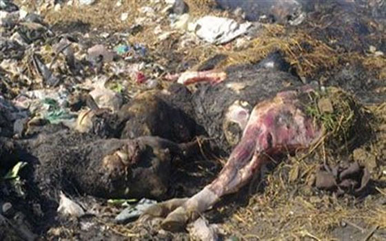 مصر اليوم - مقتل سيدة في حريق منزل ونفوق 10 رؤوس ماشية وأغنام في أسيوط