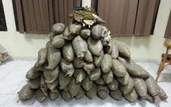 مصر اليوم - ضبط 24 كيلو بانجو مع 3 أشخاص في شمال سيناء