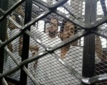   مصر اليوم - تأجيل محاكمة 8 من أنصار الإخوان في أحداث جامعة الأزهر إلى 13 أيلول المقبل