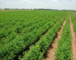   مصر اليوم - نقابة المنتجين الزراعيين تطالب بتوزيع أراضي على أسر شهداء الفرافرة