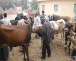   مصر اليوم - السلّ البقري من الأمراض التي لا تظهر على الحيوان الحيّ