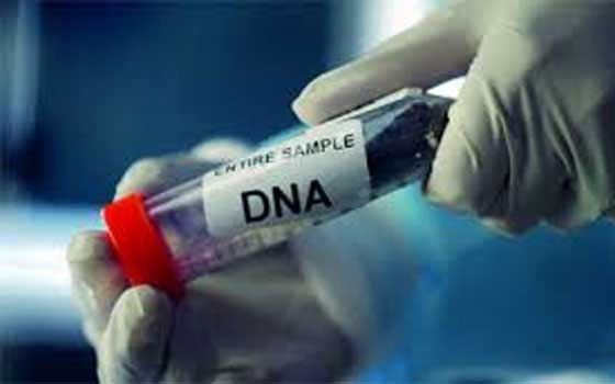   مصر اليوم - 8% فقط من دي ان ايه مسؤولة عن الوظائف ذات التأثير على حياة الإنسان