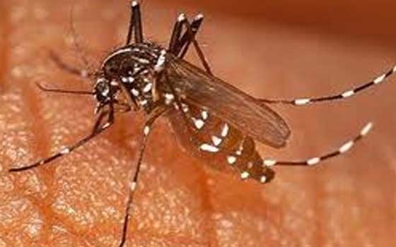   مصر اليوم - برنامج الأمم المتحدة يدافع عن أطفال غينيا بيساو ضد باعوض الملاريا