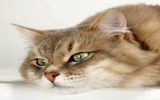   مصر اليوم - براز القطط قد يساعد فى علاج السرطان