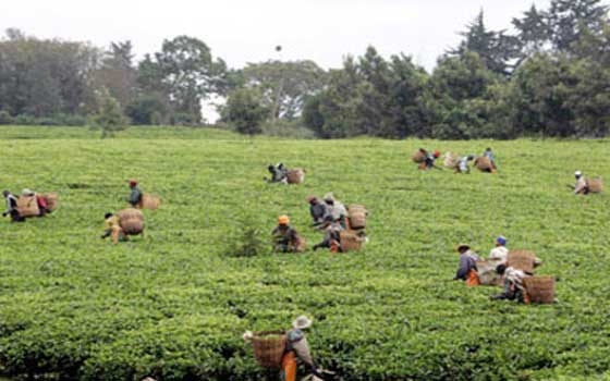   مصر اليوم - إنتاج 22 مليون طن إضافي من الطعام في نيجيريا من 2015