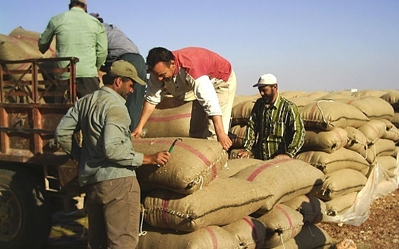   مصر اليوم - وصول 63 ألف طن قمح أوكراني إلى ميناء سفاجا