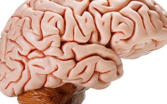   مصر اليوم - معظم الأميركيات لا يعرفن العلامات الأولى للسكتة الدماغية