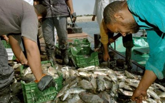   مصر اليوم - تعزيز التعاون بين مصر والمنظمات الدولية لتطوير الإنتاج السمكي