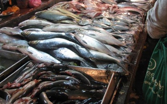   مصر اليوم - الصيادين تُحذِّر من ارتفاع أسعار الأسماك إثر زيادة سعر الوقود في السويس