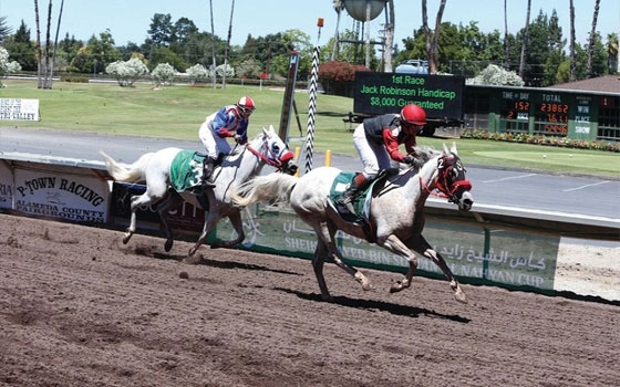   مصر اليوم - سامي في بطل كأس زايد والايطالية ميناتو تكسب مونديال الشيخة فاطمة