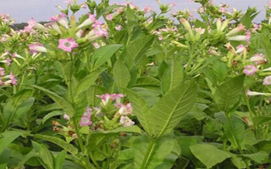   مصر اليوم - 435 هكتارا المساحة المزروعة بمحصول التبغ في منطقة الغاب