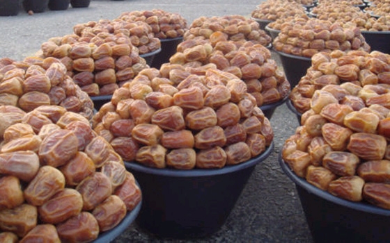   مصر اليوم - التمور الأردنية تطغى على السوق المحلي في شهر رمضان