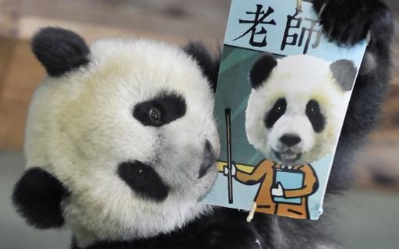   مصر اليوم - حديقة تايوان تحتفل بالعيد الأول لحيوان من نوع باندا المهدد بالأندثار