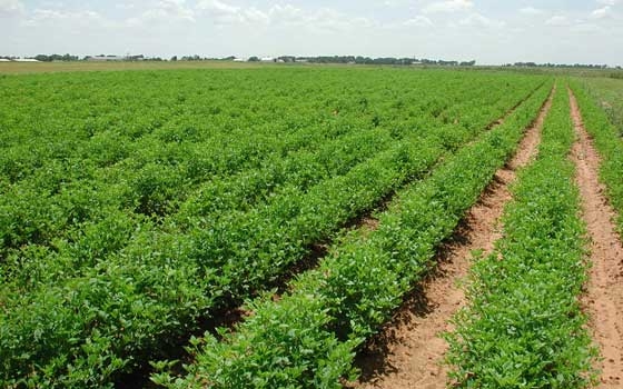   مصر اليوم - نقابة المنتجين الزراعيين تطالب بتوزيع أراضي على أسر شهداء الفرافرة