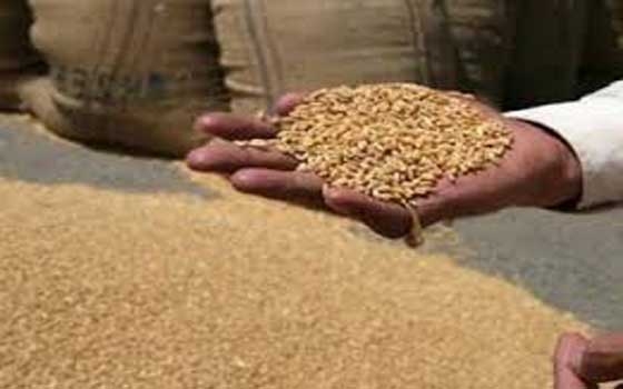   مصر اليوم - ارتفاع واردات الحبوب في الجزائر بنسبة 6.47%