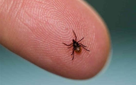   مصر اليوم - التهاب الدماغ المنقول بالقُراد يُتلف الأعصاب