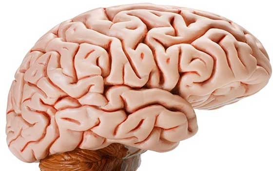   مصر اليوم - استخدام الموجات فوق الصوتية للكشف عن دور المخ إثناء اكتشافه لرائحة ما