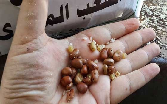   مصر اليوم - مسؤول مصري ينفي انتهاء صلاحية الشحنات المقدمة لأهالي قطاع غزة