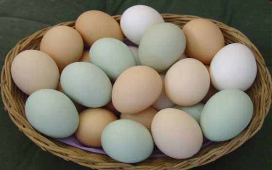   مصر اليوم - تناول البيض يساهم في إنقاص الوزن