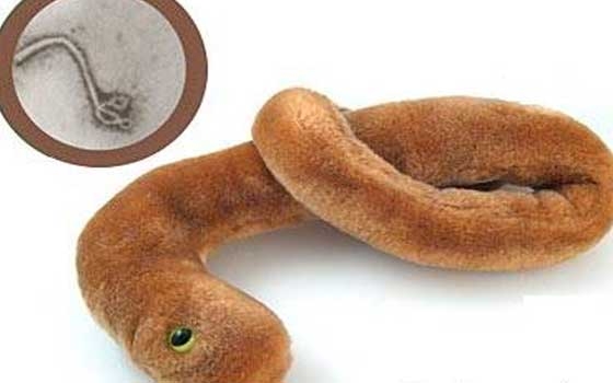   مصر اليوم - العلماء يكثفون جهودهم لتحضير لقاح ضد حمى ايبولا