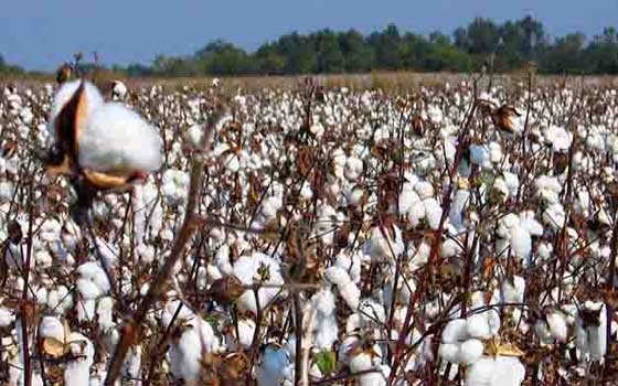   مصر اليوم - كردفان السودانية تستكمل استعداداتها لزراعة 5000 فدان قطن