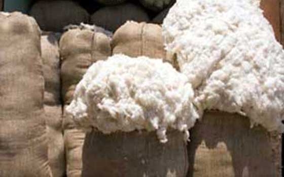   مصر اليوم - صادرات القطن المصري تحقق نحو 39 ألفًا و381 طنًا