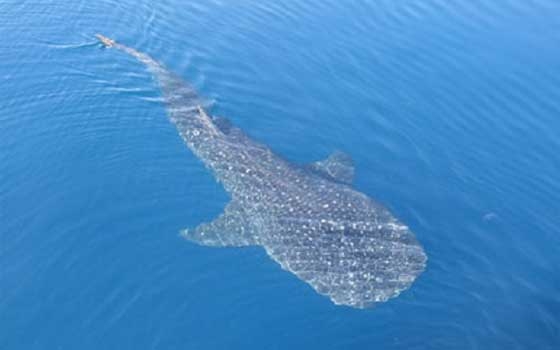 مصر اليوم - ظهورقرش الحوت المسالم في مياه البحر الأحمر