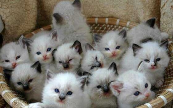   مصر اليوم - حرمان عجوز سويدي من اقتناء أي قطط نهائيًا