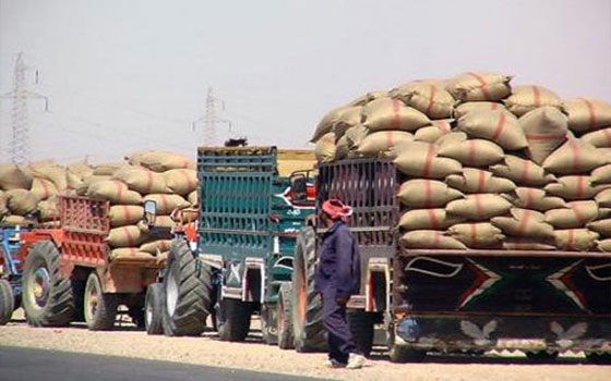   مصر اليوم - صرف 475 مليون ليرة من قيمة الأقماح المسوقة لمراكز حبوب حمص