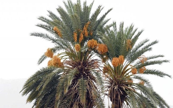   مصر اليوم - أسواق نجران تستقبل طلائع إنتاج النخيل من تمور الرطب