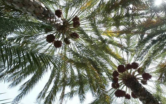   مصر اليوم - الزراعة تضع خطة لمشروع التعداد العام للنخيل في العراق