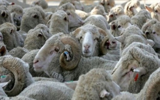   مصر اليوم - الأغنام السورية والأردنية المدعومة حكوميًا صالحة للأستهلاك الأدمي