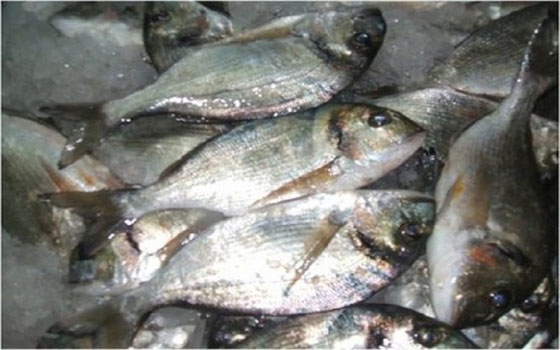   مصر اليوم - التموين: شراء إنتاج أسوان السمكي وطرحه في المجمعات الإستهلاكية