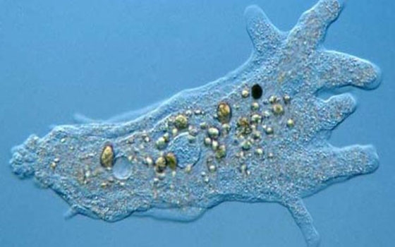   مصر اليوم - تحذيرالسلطات الأميركية من الأميبا أكلة الدماغ