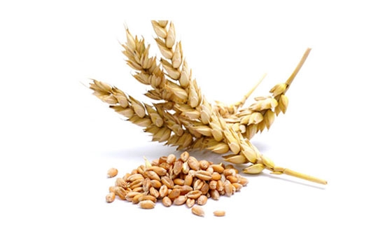   مصر اليوم - تقدم جديد في إستنباط بذور قمح مقاومة للجفاف في الصين