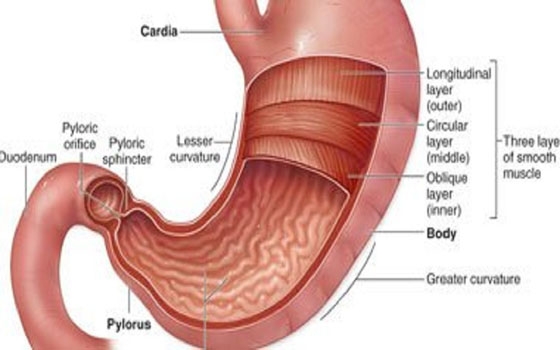   مصر اليوم - عملية تحويل المعدة الأمل الجديد في الشفاء من مرض السكر