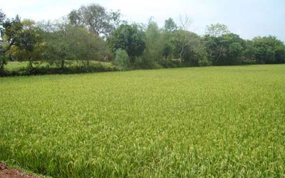   مصر اليوم - صرف تعويضات للمزارعين في دير الزور وحماة واللاذقية