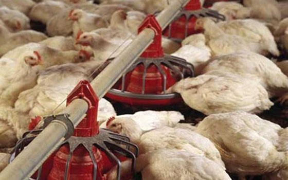   مصر اليوم - ضبط طن دواجن غير صالحة للإستهلاك الآدمى قبل ترويجها في البساتين