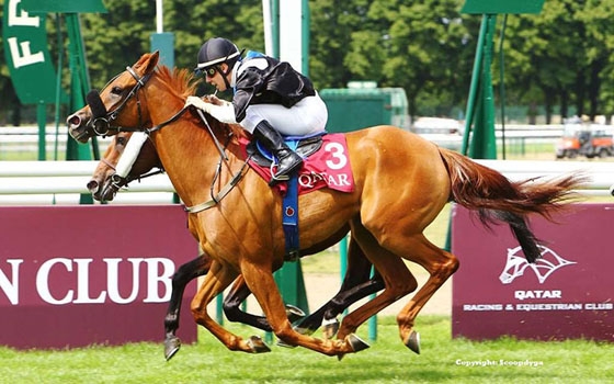   مصر اليوم - فرسان قطر يستعدون للمشاركة في جولة باريس ضمن بطولة جلوبال تور