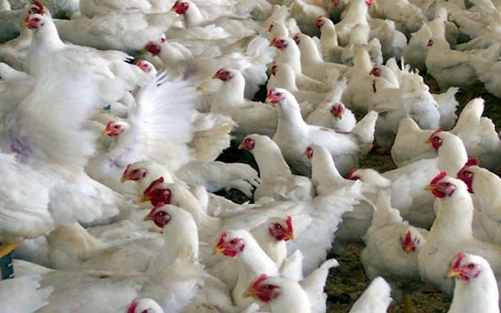   مصر اليوم - 165 مليون ليرة سورية مبيعات منشأة دواجن حمص في ستة أشهر