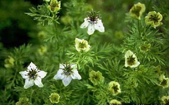   مصر اليوم - الريحان رائحة وطعم مميزان وقائمة طويلة من الفوائد الصحية