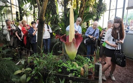   مصر اليوم - مئات الفرنسيين يحتشدون لمراقبة أكبر زهرة في العالم