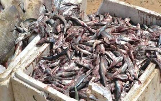   مصر اليوم - ضبط 325.41 طن لحوم و6.350 طن أسماك فاسدة