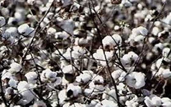   مصر اليوم - لجنة من الزراعة والمنتجين والتجار لإزالة المعوقات أمام تسويق القطن