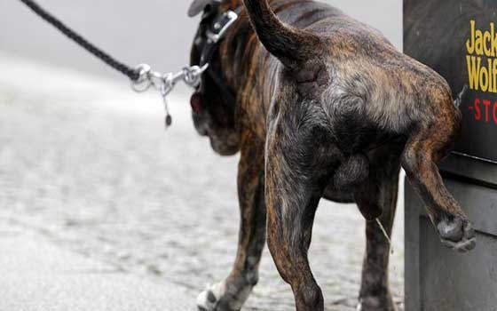   مصر اليوم - دراسة: تبول الحيوانات له علاقة بوزنها