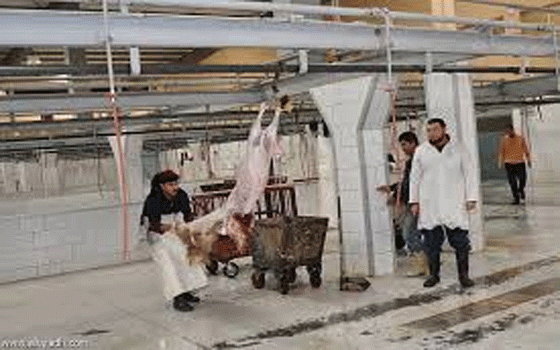   مصر اليوم - مسالخ الأحساء في السعودية تستكمل استعداداتها لعيد الفطر المبارك