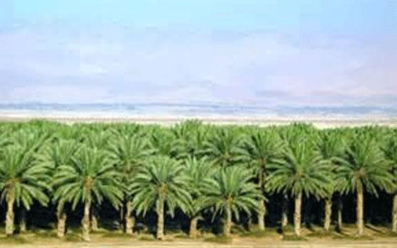   مصر اليوم - بدء موسم التبسيل في وادي بني خالد في عمان