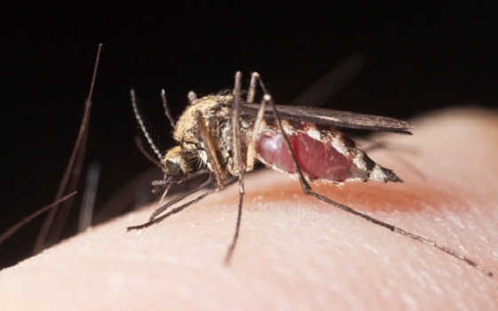   مصر اليوم - إنتشار بعوض النمر الآسيوي  في بعض المدن الفلسطينية
